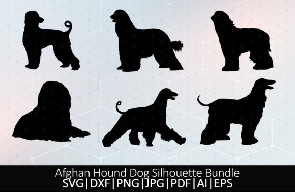 Afghan Hound Tazhi Spay Barakzai – Design Review